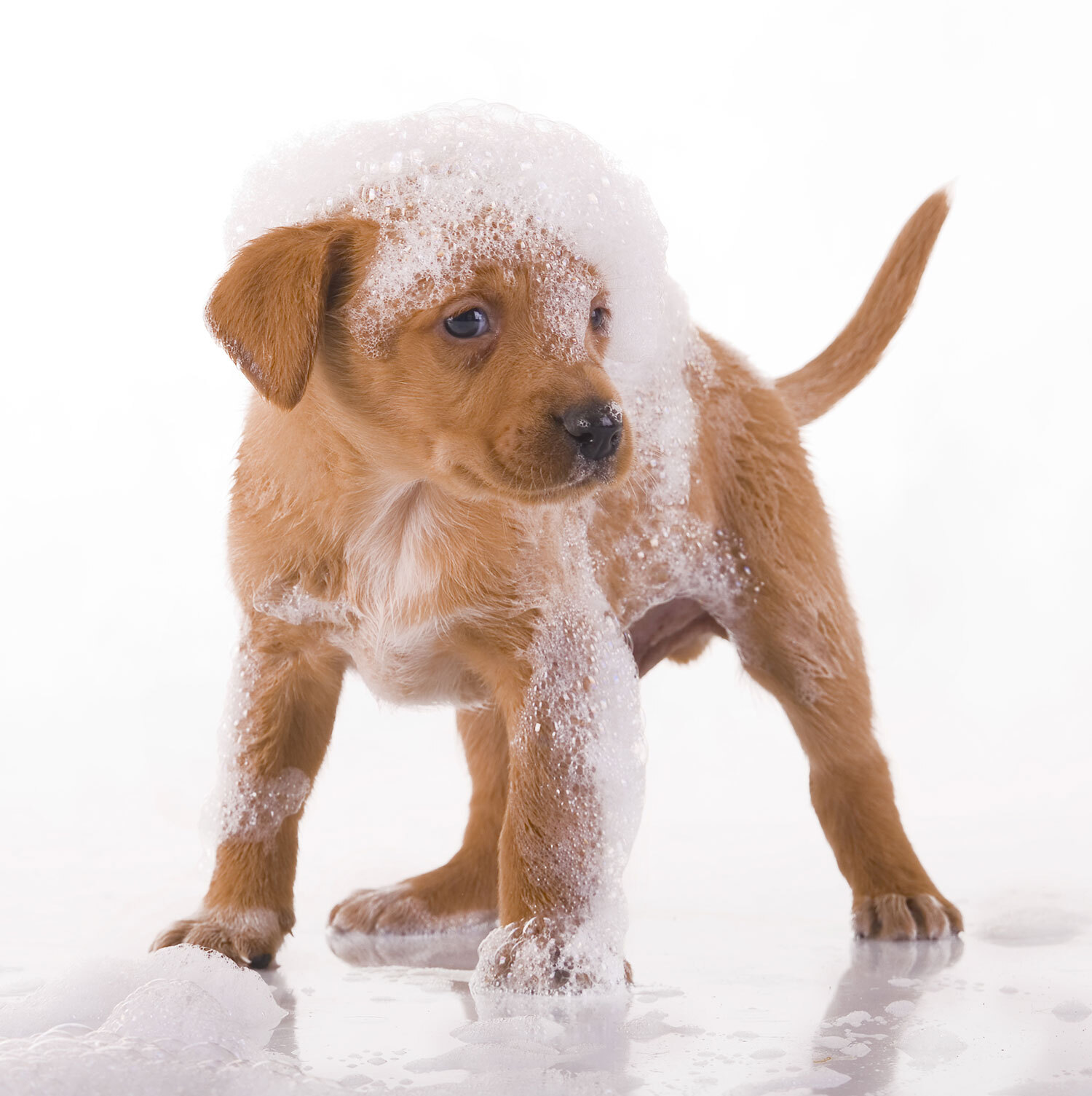 Golden Retriever Puppy Covered in Bubbles
