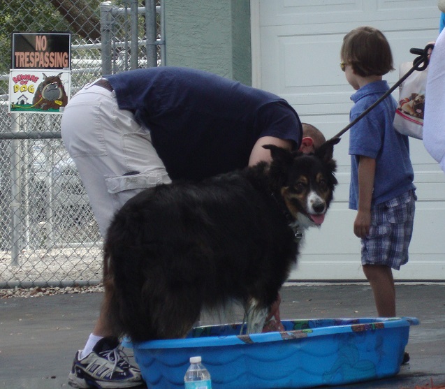 Big Dog Finished - Washed Off