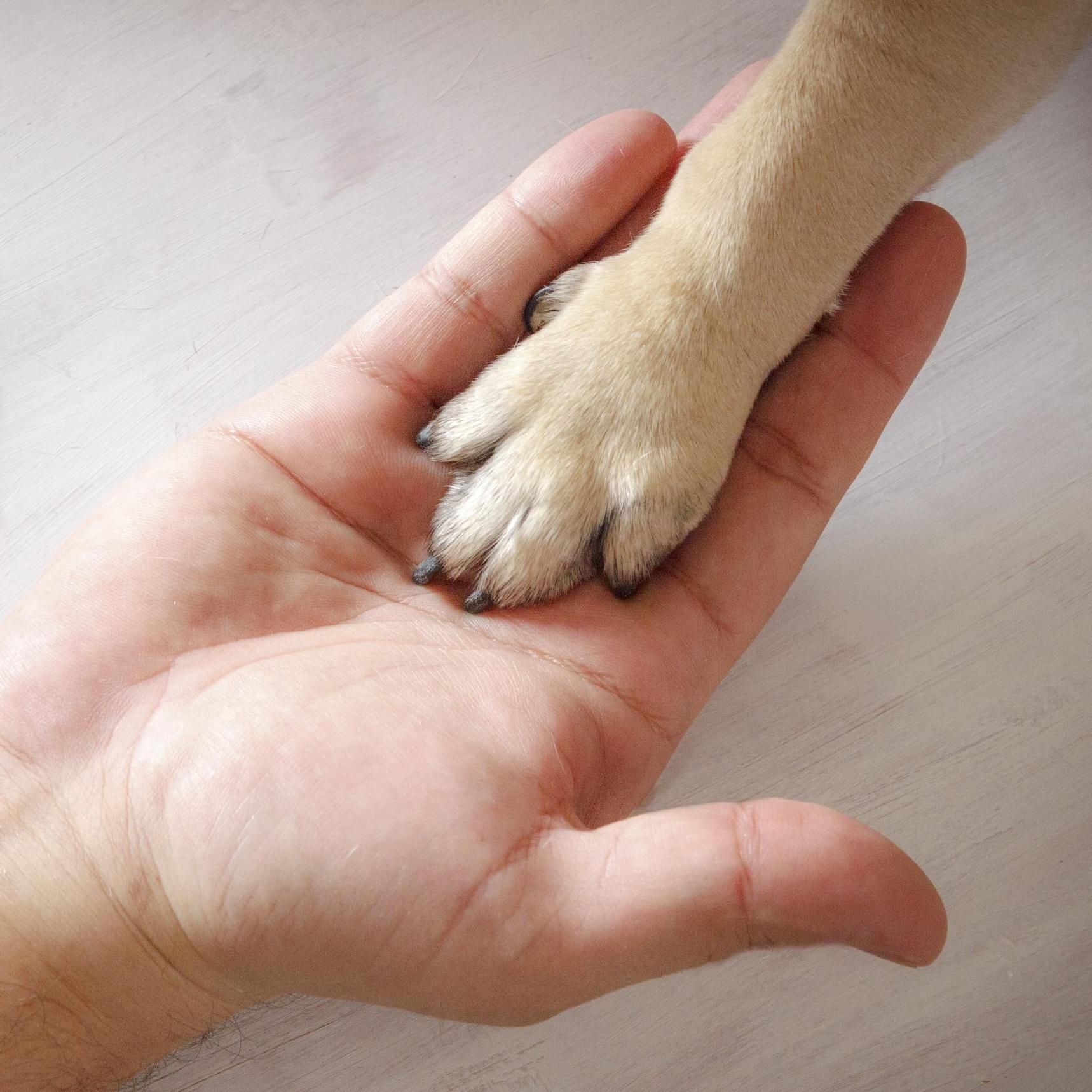 Paw in Hand