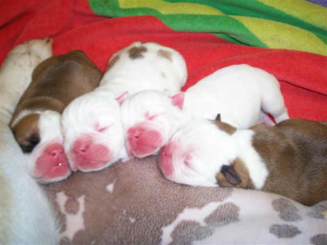 Piggies Puppies