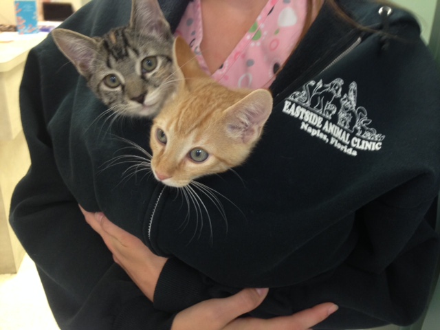 Neighborhood Kittens