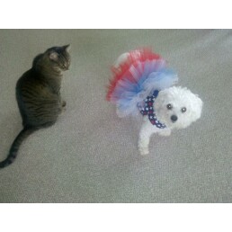 Ringo and Dog in Costume